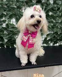 Cachorro depois de passar pelo PetLar