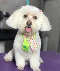 Cachorro depois de passar pelo PetLar