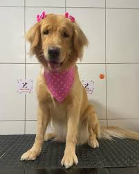 Cachorro depois de passar pelo PetLar