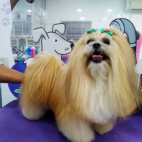 Cachorro depois de passar pelo PetLar