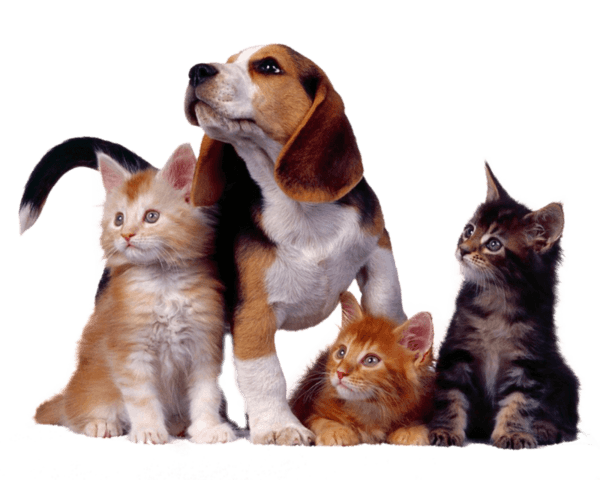Animais de Estimação Fofos