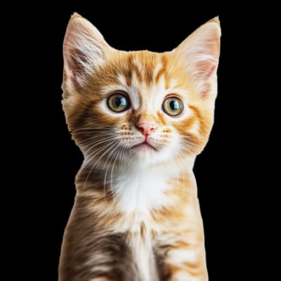 Gatinho
