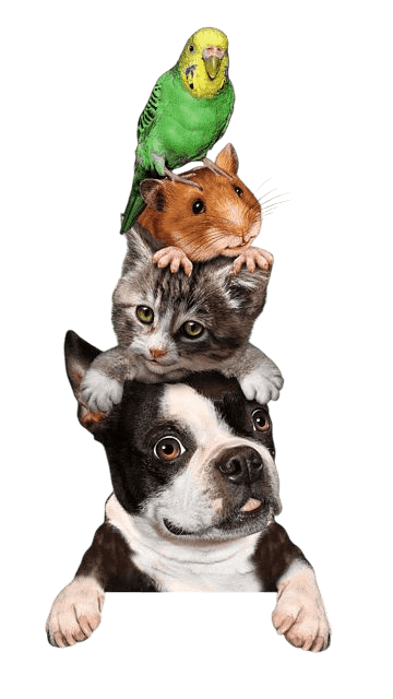 Animais fofos